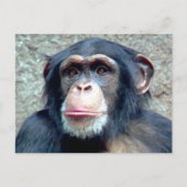 Chimpanzee Postkarte (Vorderseite)