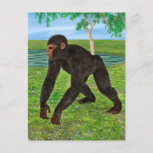 Chimpanzee Postkarte
