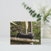Chimpanzee Resting Postkarte (Stehend Vorderseite)