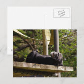 Chimpanzee Resting Postkarte (Vorne/Hinten)