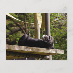 Chimpanzee Resting Postkarte