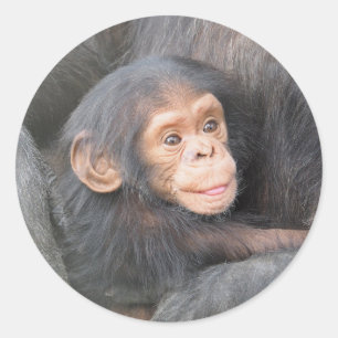Chimpanzee Runder Aufkleber
