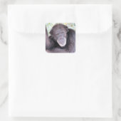 Chimpanzee Stickers (Tasche)