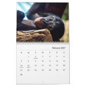 Chimpanzee Wall Calendar Kalender (Feb 2027)