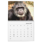 Chimpanzee Wall Calendar Kalender (Jan 2027)