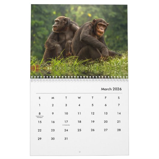 Chimpanzee Wall Calendar Kalender (Mär 2026)