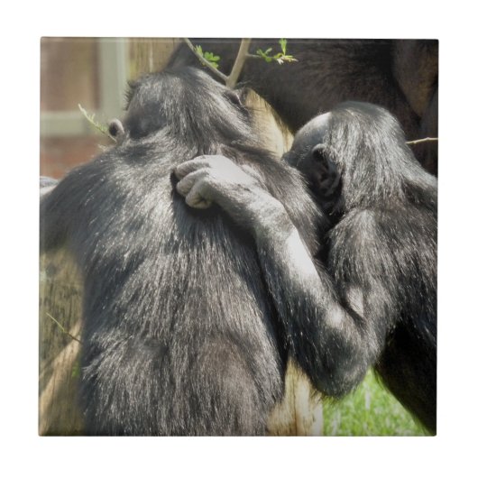 CHIMPANZEES FLIESE (Vorderseite)