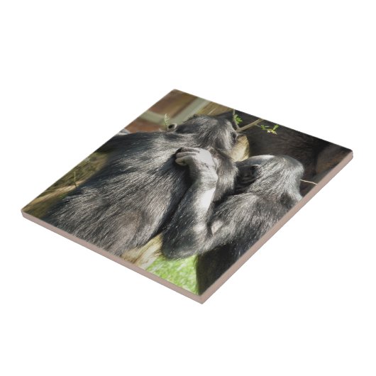 CHIMPANZEES FLIESE (Seite)