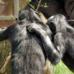 CHIMPANZEES FLIESE<br><div class="desc">Ein Paar sehr niedlicher Schimpansen. Sind sie bester Freunde oder planen sie Unheil?</div>