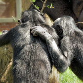 CHIMPANZEES FLIESE