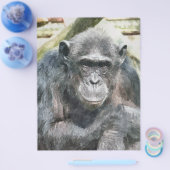 CHIMPANZEES FLYER (Einzeln)