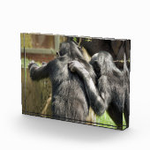 CHIMPANZEES FOTOBLOCK (Rechts)