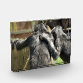 CHIMPANZEES FOTOBLOCK (Links)