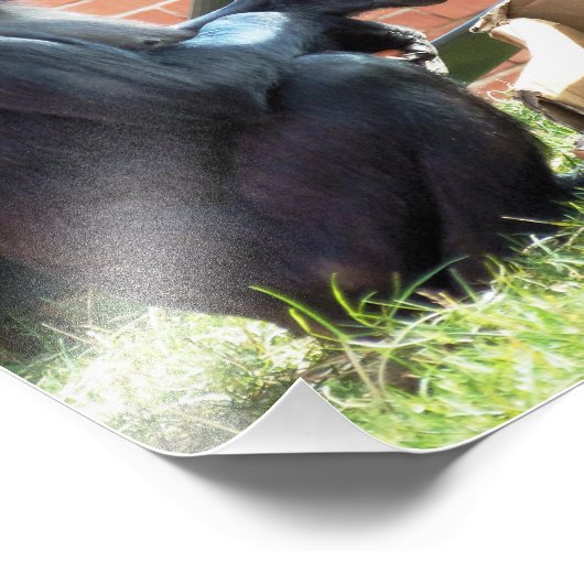 CHIMPANZEES FOTODRUCK (Ecke)