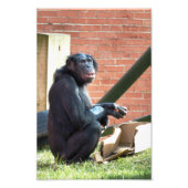 CHIMPANZEES FOTODRUCK (Vorne)