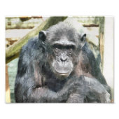 CHIMPANZEES FOTODRUCK (Vorne)