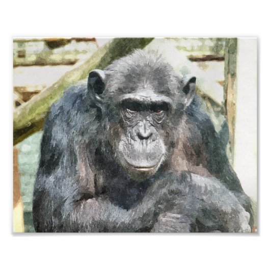 CHIMPANZEES FOTODRUCK (Vorne)