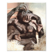 CHIMPANZEES FOTODRUCK (Vorne)