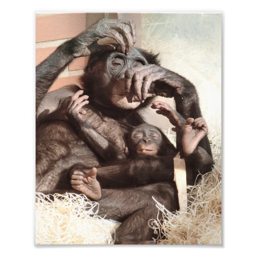 CHIMPANZEES FOTODRUCK (Vorne)