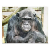 CHIMPANZEES FOTODRUCK (Vorne)