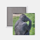 CHIMPANZEES MAGNET (Vorderseite/Rückseite)