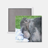 CHIMPANZEES MAGNET (Vorderseite/Rückseite)