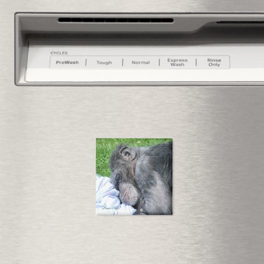 CHIMPANZEES MAGNET (In Situ (Geschirrspüler))