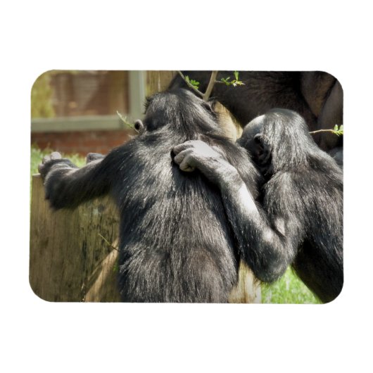 CHIMPANZEES MAGNET (Horizontal)