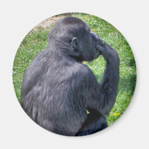 CHIMPANZEES MAGNET