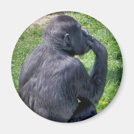 CHIMPANZEES MAGNET (Vorne)