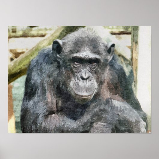 CHIMPANZEES POSTER (Vorne)