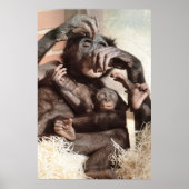 CHIMPANZEES POSTER (Vorne)