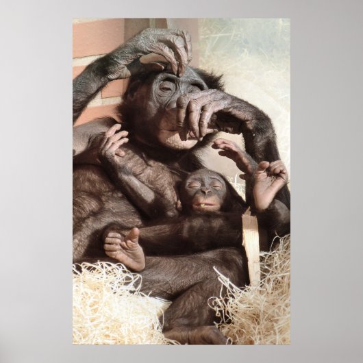 CHIMPANZEES POSTER (Vorne)