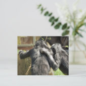 CHIMPANZEES POSTKARTE (Stehend Vorderseite)