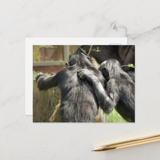 CHIMPANZEES POSTKARTE (Vorderseite/Rückseite Beispiel)