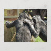 CHIMPANZEES POSTKARTE (Vorderseite)