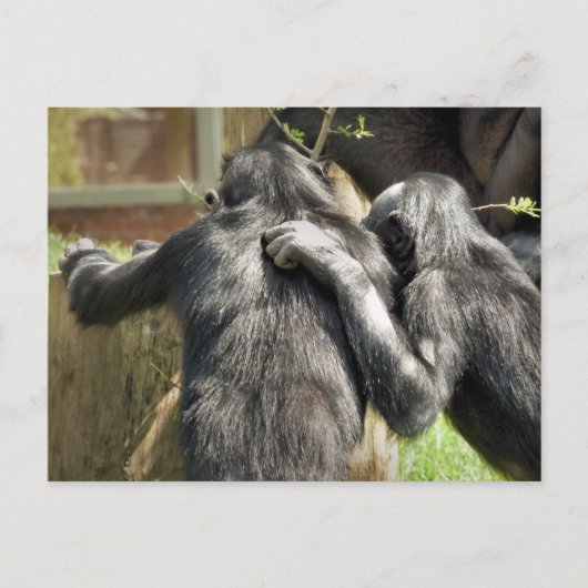 CHIMPANZEES POSTKARTE (Vorderseite)