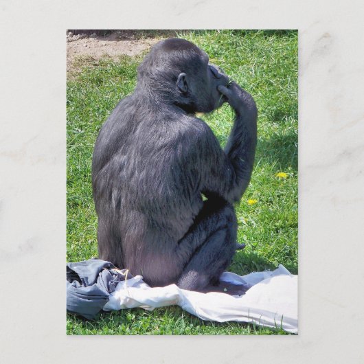 CHIMPANZEES POSTKARTE (Vorderseite)