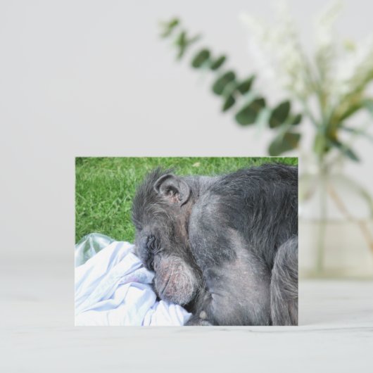 CHIMPANZEES POSTKARTE (Stehend Vorderseite)