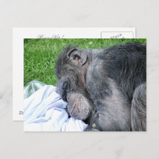 CHIMPANZEES POSTKARTE (Vorne/Hinten)