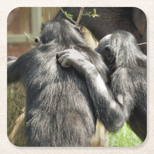 CHIMPANZEES RECHTECKIGER PAPPUNTERSETZER (Vorderseite)