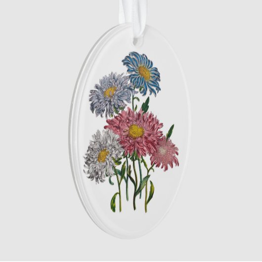 China Asters Ornament (Vorderseite)