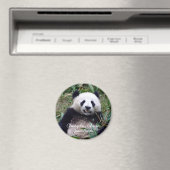 China, Chengdu, Giant Panda (Magnet) Magnet (In Situ (Geschirrspüler))