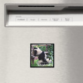 China, Chengdu, Giant Pandas II (Magnet) Magnet (In Situ (Geschirrspüler))
