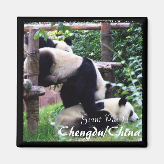 China, Chengdu, Giant Pandas II (Magnet) Magnet (Vorne)
