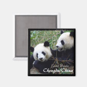 China, Chengdu, Giant Pandas (Magnet) Magnet (Vorderseite/Rückseite)