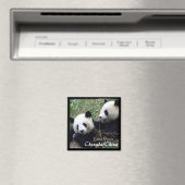 China, Chengdu, Giant Pandas (Magnet) Magnet (In Situ (Geschirrspüler))
