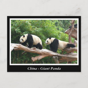 China -Großer Panda Postkarte