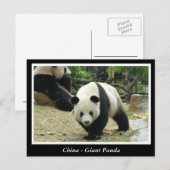 China -Großer Panda Postkarte (Vorne/Hinten)