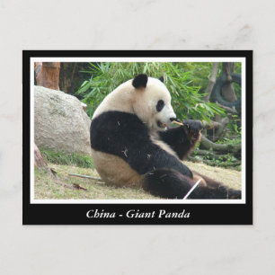 China -Großer Panda Postkarte